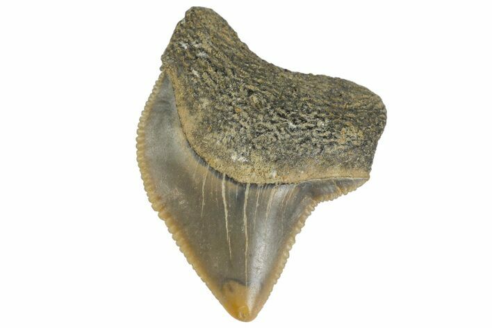 Fossil Crow Shark (Squalicorax) Tooth - Texas #164668